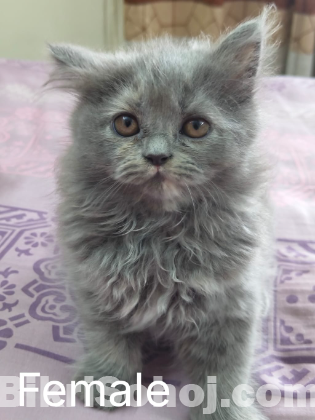 Traditional Persian Kitten